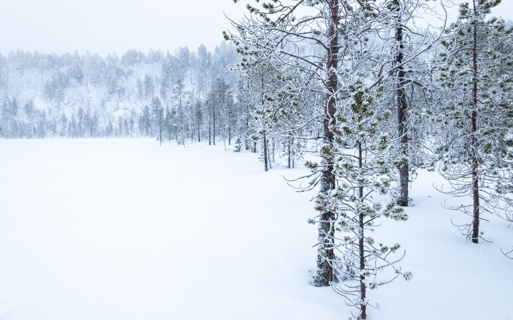 Árvores cobertas de neve às margens do lago Inarijärvi, perto de Inari, no inverno
