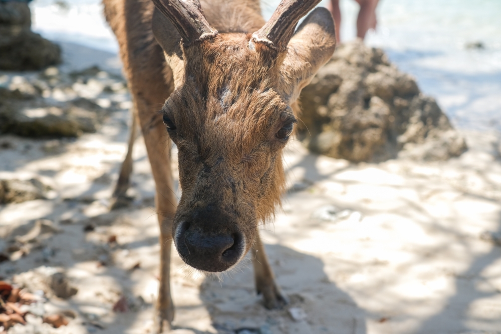 Cervo na praia da Ilha Menjangan
