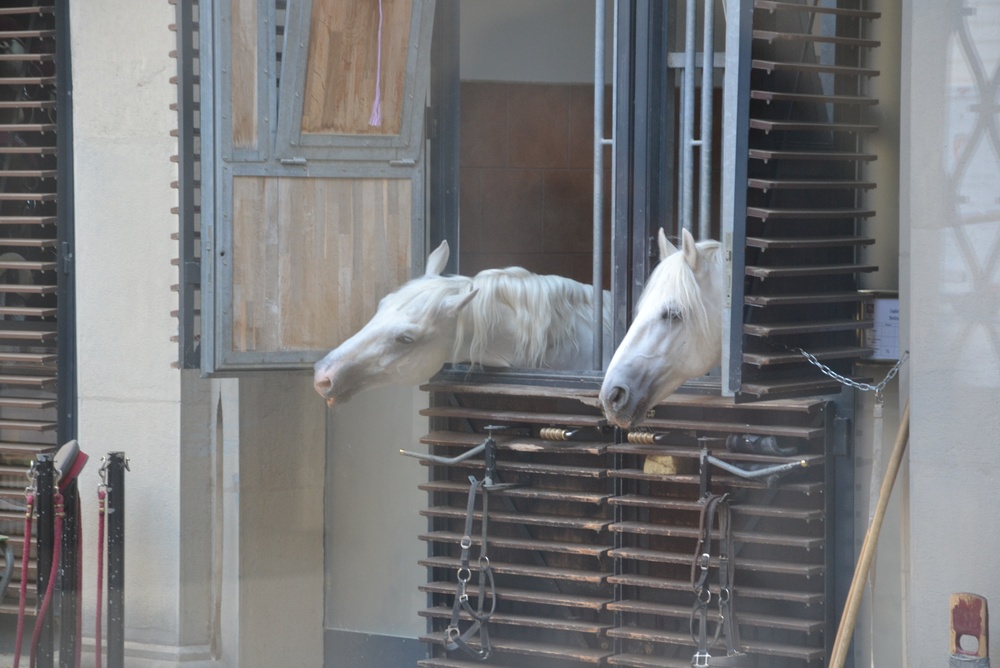 Dois cavalos lipizzanos brancos olhando pelas janelas do estábulo da Escola Espanhola de Equitação em Viena