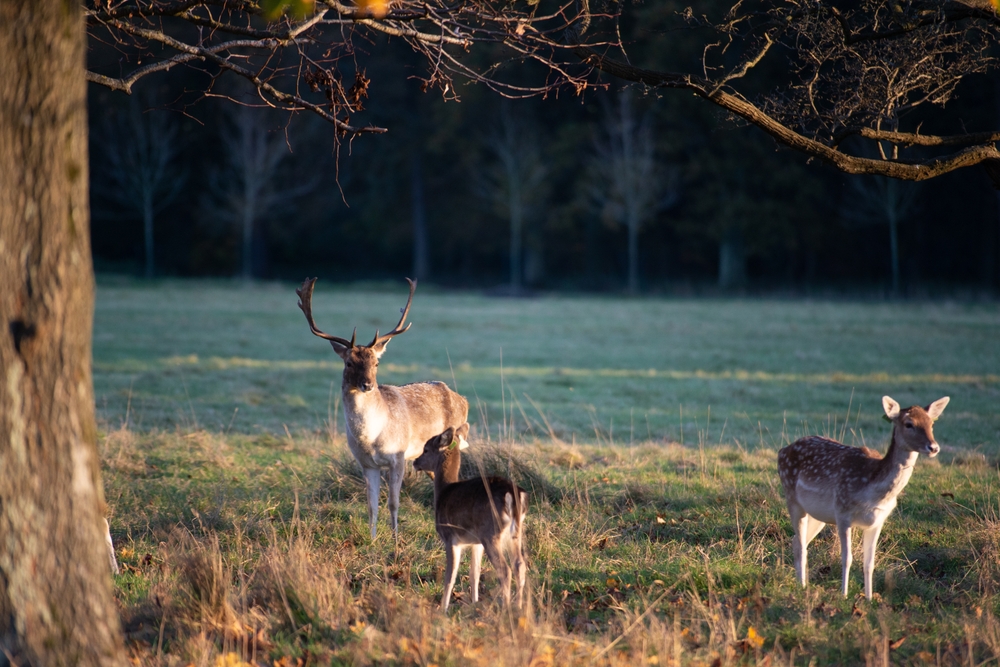 Gamos selvagens no Phoenix Park, em Dublin