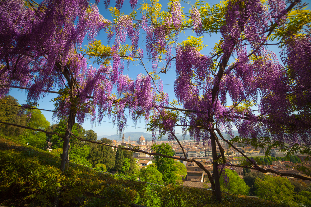 Glicínias em flor no Jardim Bardini em Florença