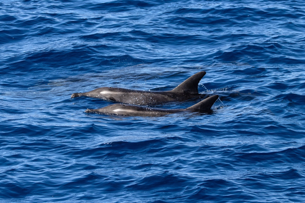 Dois golfinhos no Atlântico, na costa de Gran Canaria