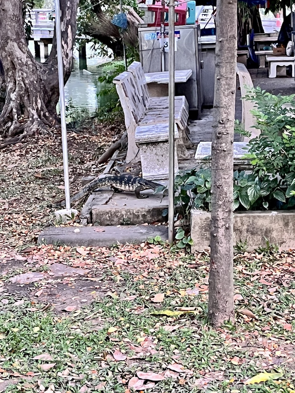 Lagarto-monitor no Parque Lumpini