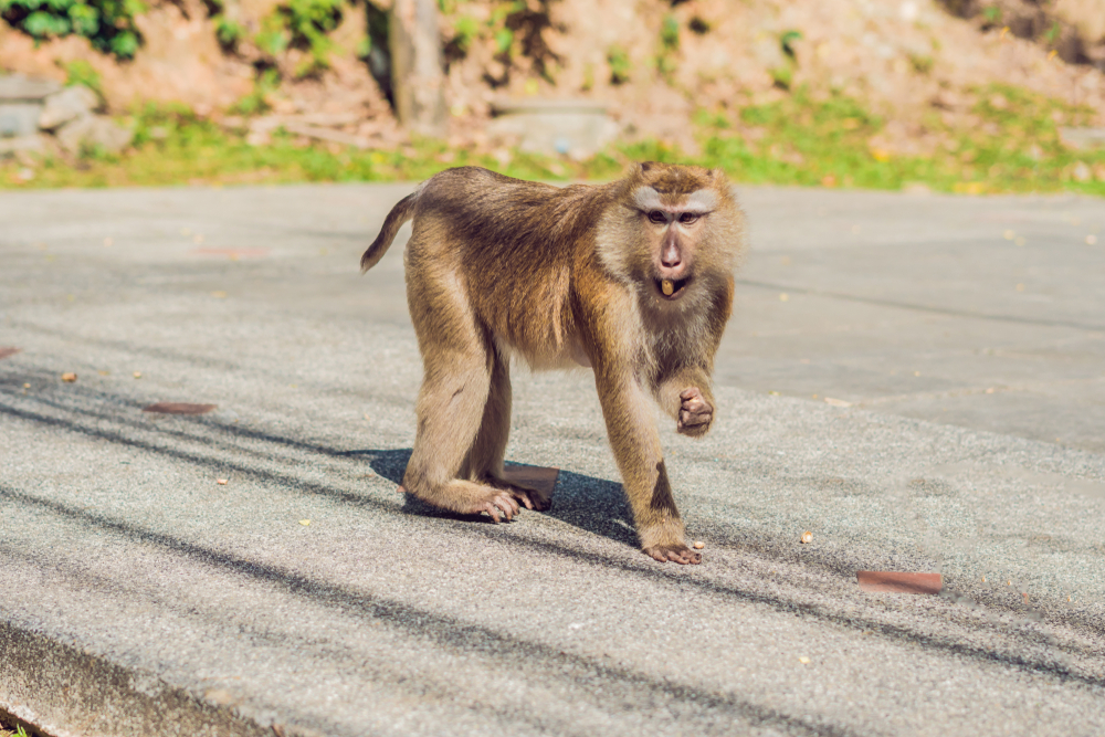 Macacos no mirante Khao Toh Sae, no Monkey Hill, em Phuket