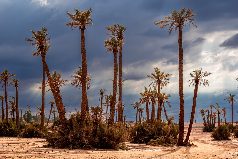 O palmeiral de Palmeraie nos arredores de Marrakech