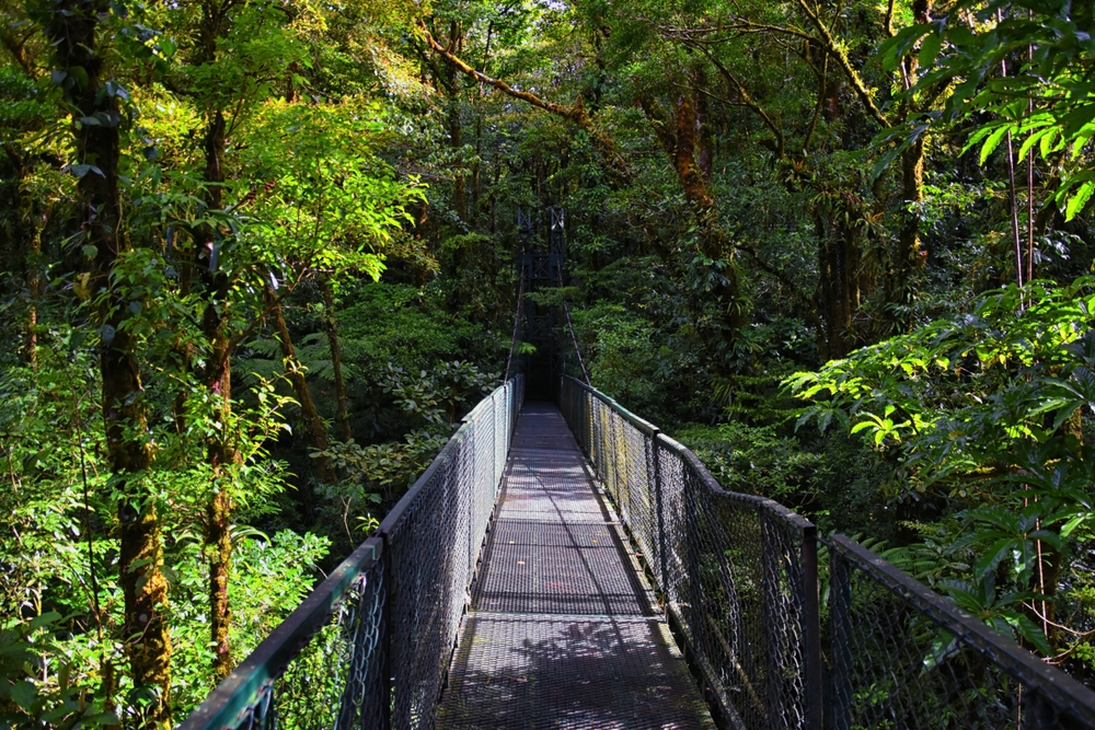 Ponte suspensa entre as copas das árvores na floresta nublada de Monteverde