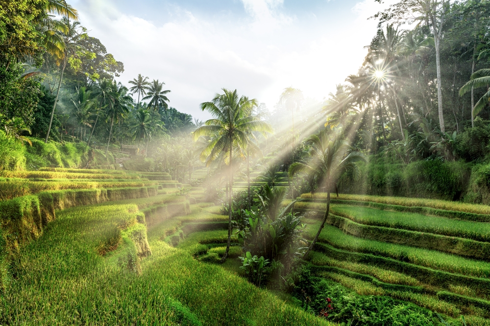 Terraços de arroz de Tegalalang, perto de Ubud, sob a luz da manhã