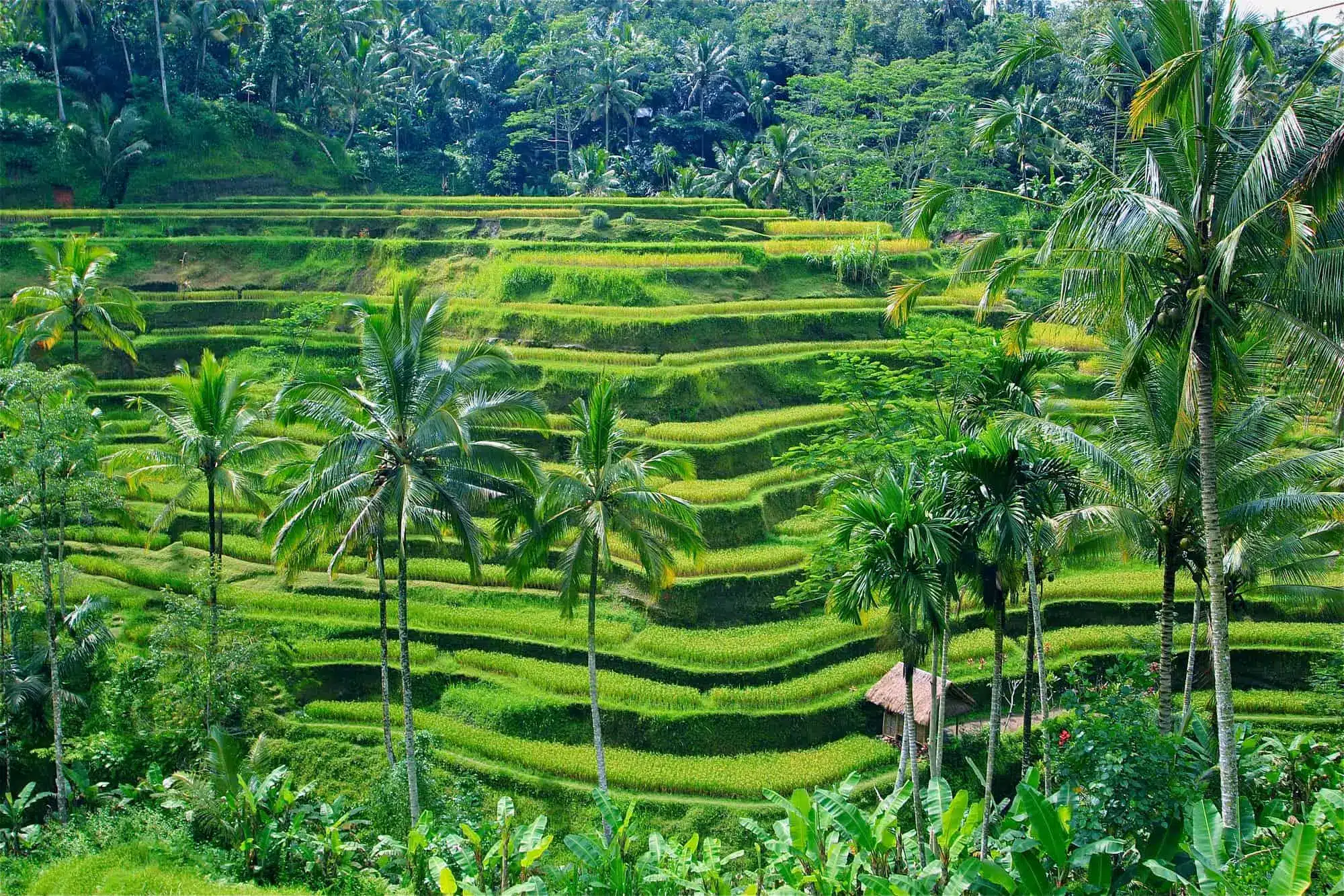 Ubud, melhor região para ficar em Bali para quem ama yoga e natureza