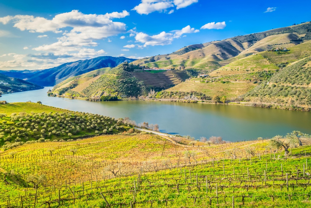 Terraços de vinhedos ao longo do rio no Vale do Douro, em Portugal