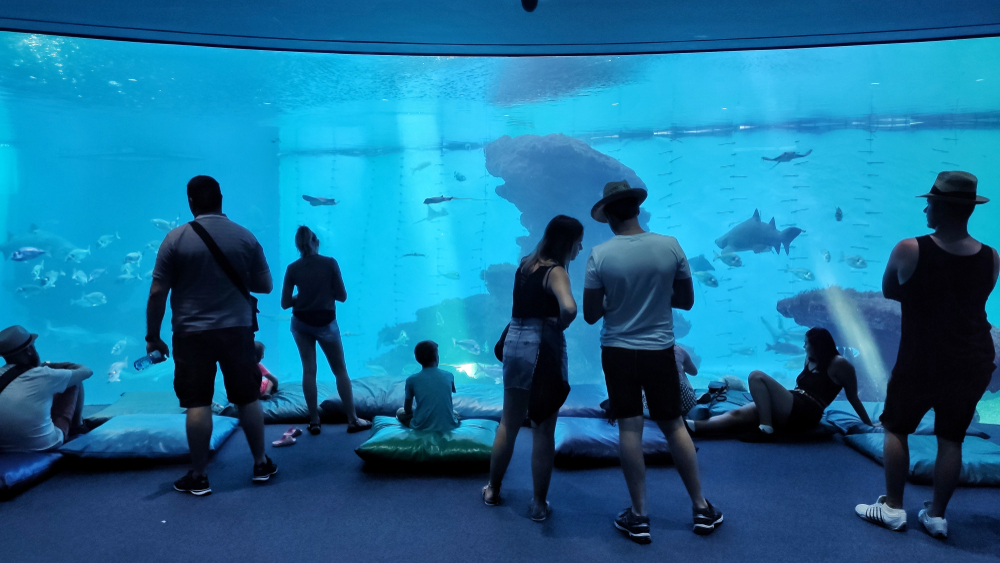 Visitantes diante de um dos grandes tanques do Palma Aquarium