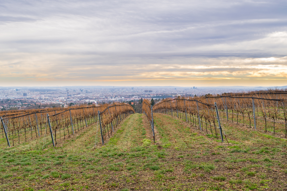 Vista dos vinhedos a partir do Kahlenberg em Viena